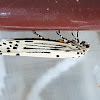 Six-Spotted Ethmid