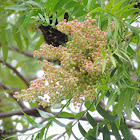 Prairie Sumac