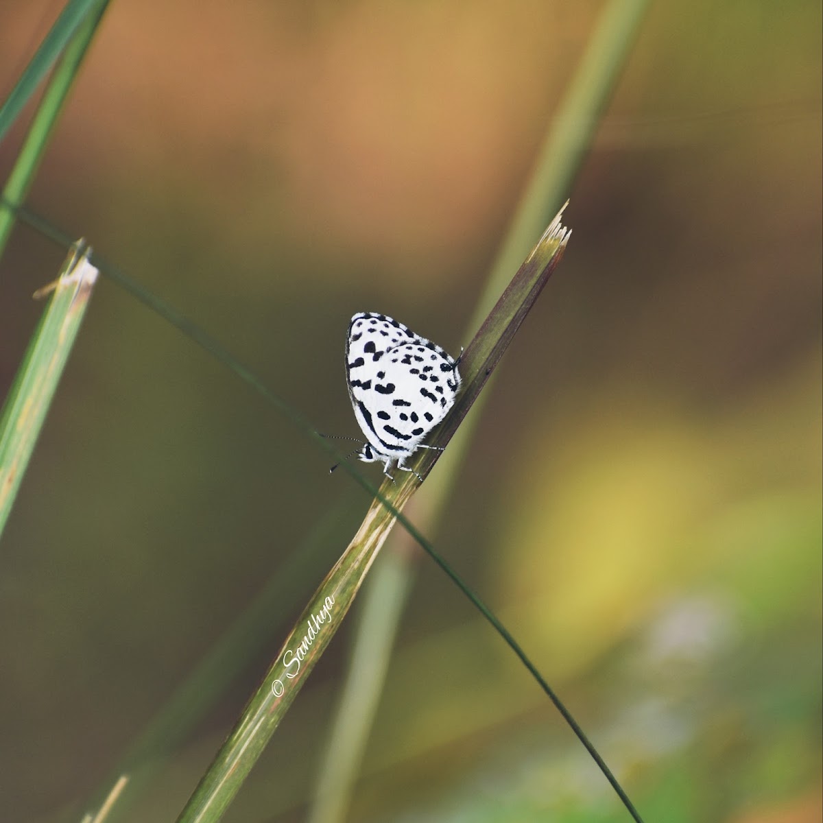 Common Pierrot