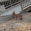 Eastern Cottontail