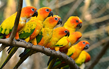 Parrot Wallpapers Theme New Tab small promo image