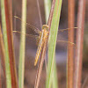 Wandering Glider or Globe Skimmer