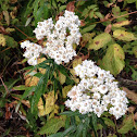 Pearly Everlasting