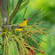 Black-naped oriole