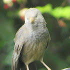 yellow-billed babbler