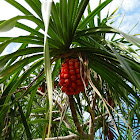 Pandanus palm / Screw Pine / Screw Palm