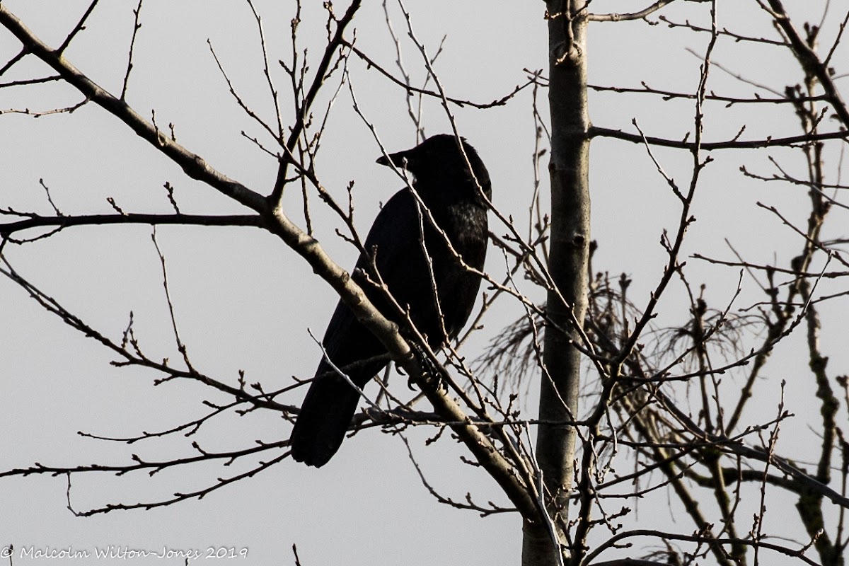 Carrion Crow