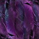 Purple feathers