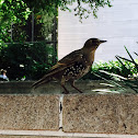 European Starling