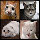 Download Funny Cat Photos For PC Windows and Mac 1.0