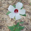 Rosemallow hibiscus