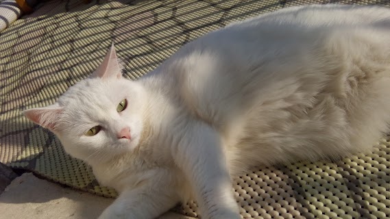 Поговорим о кошках34