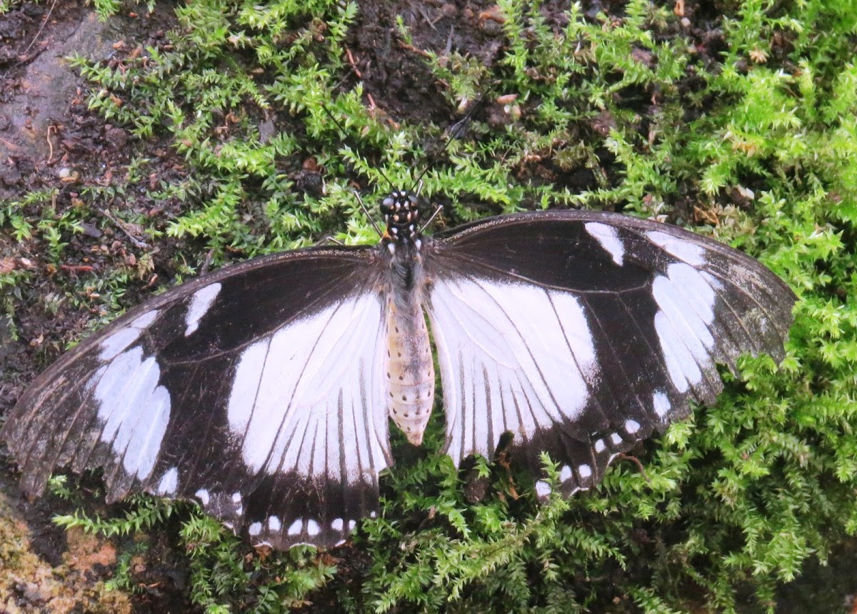 Flying Handkerchief (female)