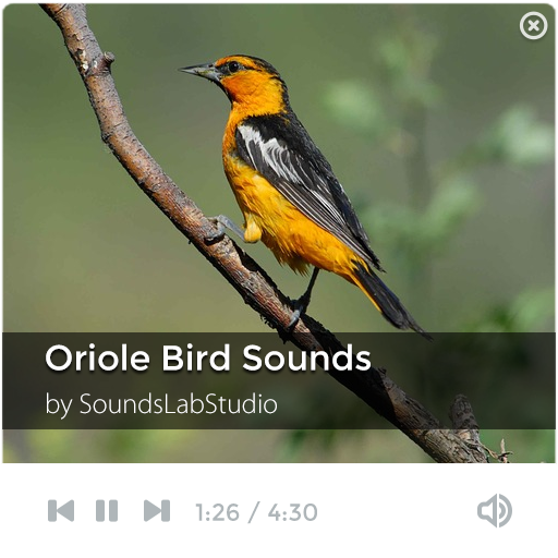 Oriole Bird Sounds