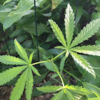 marijuana plant