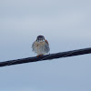 American Kestrel