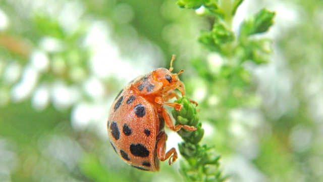 テントウムシダマシって知ってる てんとう虫とは異なり害をもたらす特徴とは ハピラフマガジン