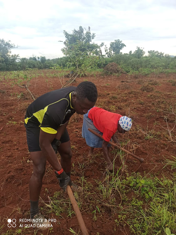 Lucas Oluoch busy in the farm in their Siaya farm