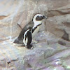 African Penguin