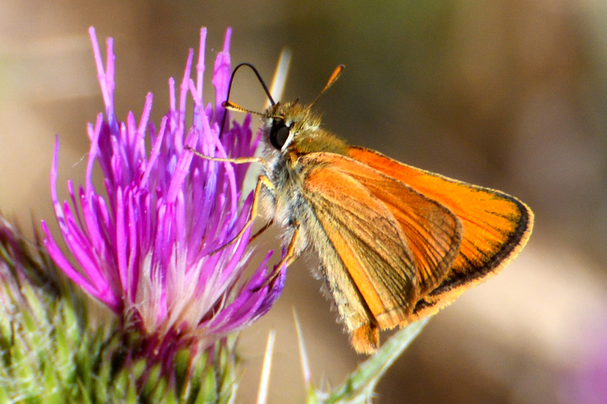 European Skipper; Dorada línea larga