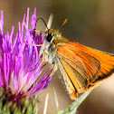 European Skipper; Dorada línea larga