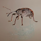 Nut Weevil