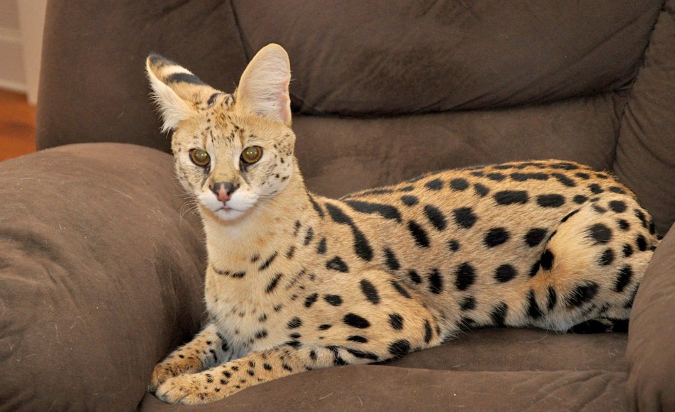 Do Savannah Cats Shed