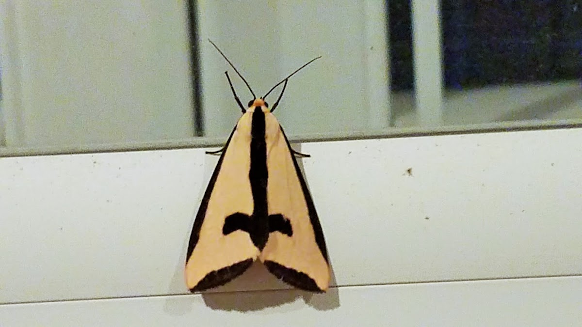 Clymene moth