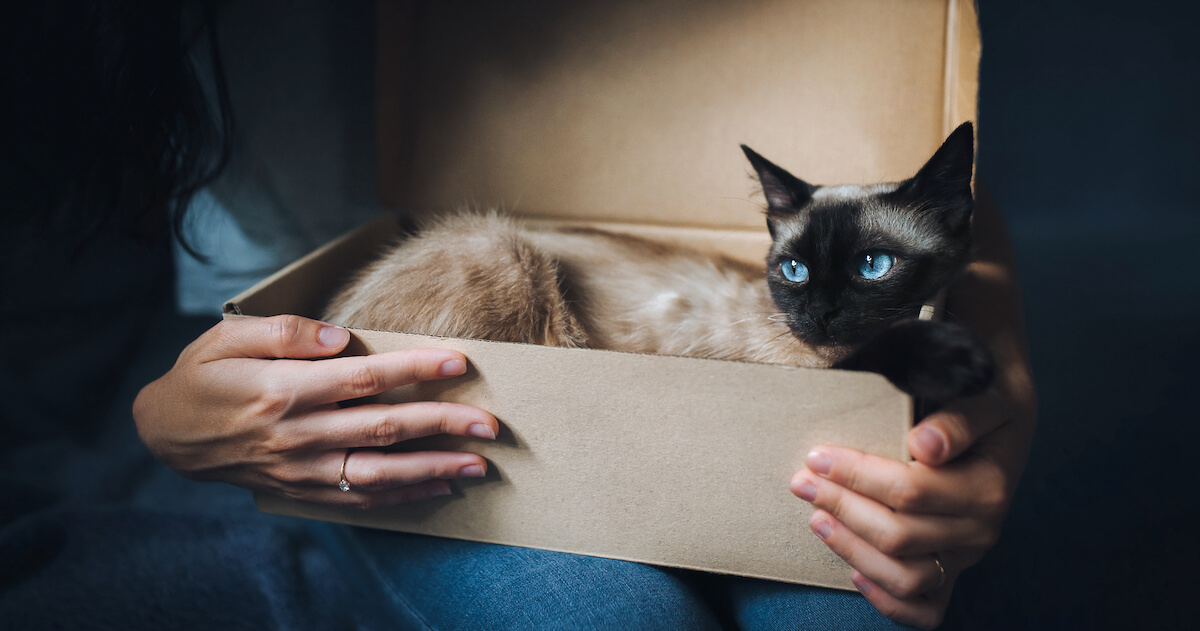 cat lying in box