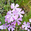 Showy phlox