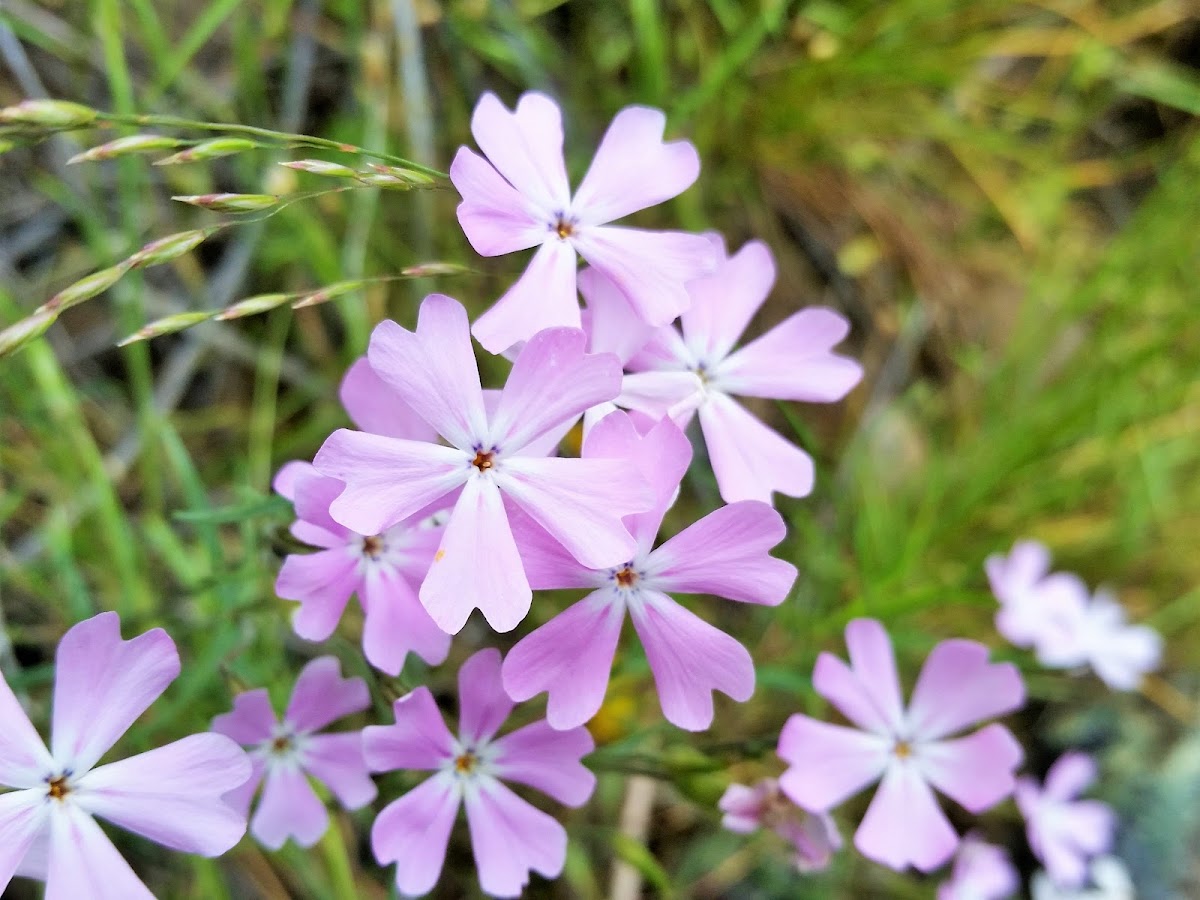 Showy phlox