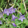 Bellflower