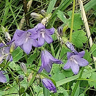 Bellflower