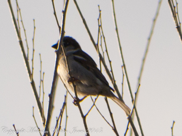 House Sparrow; Gorrión Común