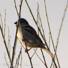 House Sparrow; Gorrión Común