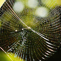 Orb-weaver Spider Web