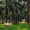 Lembu Brahman Kacukan, Brahman cross cattle