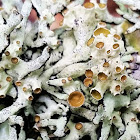 Forked tube lichen