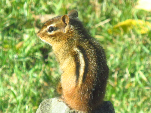 Eastern Chipmunk