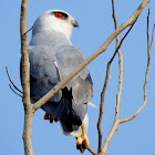 Black-winged kite