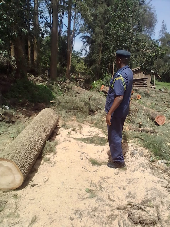 A county official from Nairobi looks at a tree that has been felled. Image: HANDOUT.