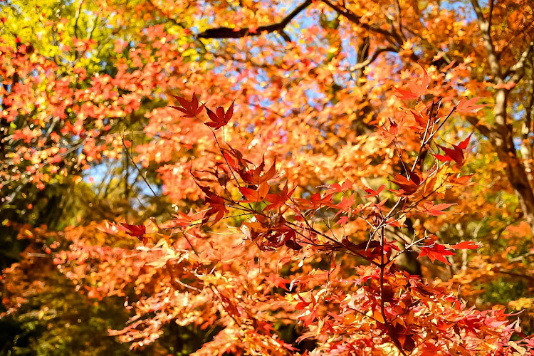 ヴェルファイアのまたまた最上山🤣・紅葉を求めて・急な誘いでも来てくれる友達に感謝🙏・手洗い洗車が厳しい季節が到来・でもやっぱりピカピカがいい🥰に関するカスタム事例の投稿画像9枚目