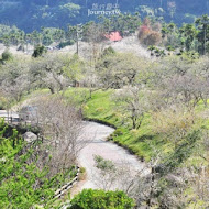 柳家梅園農場