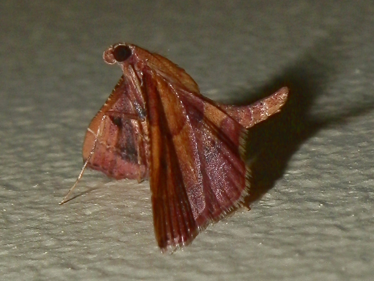 Pyralid Moth