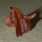 Pyralid Moth