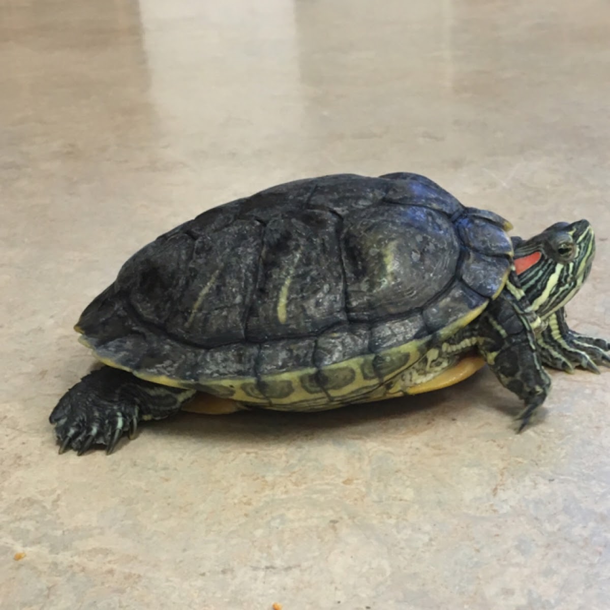 Red ear slider turtle