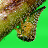 Plant hopper