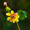 Wild-sage flower