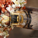 Syrphid Fly