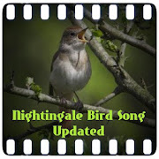 Nightingale Bird Song  Icon